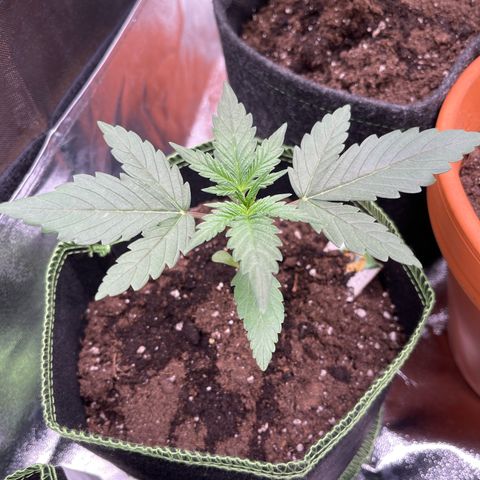 Quick One growlog timeline photo