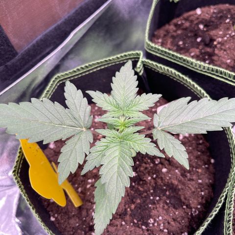Quick One growlog timeline photo