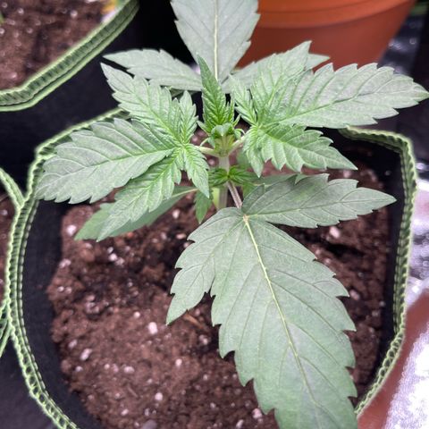 Quick One growlog timeline photo