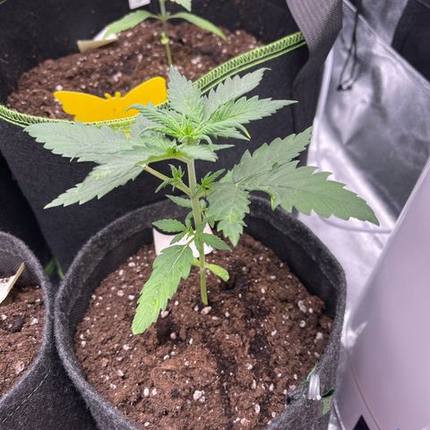 Royal Critical Automatic growlog timeline photo