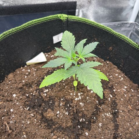 Royal Critical Automatic growlog timeline photo