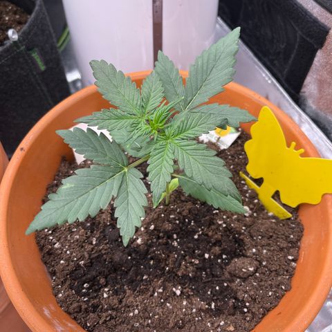 Royal Critical Automatic growlog timeline photo
