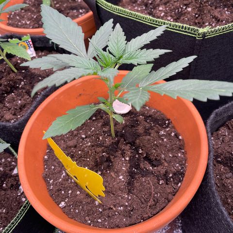 Do-Si-Dos Automatic growlog timeline photo