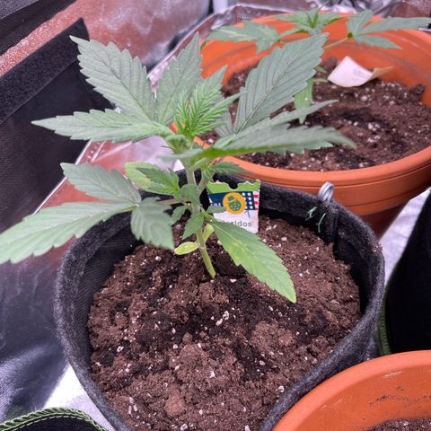 Do-Si-Dos Automatic growlog timeline photo