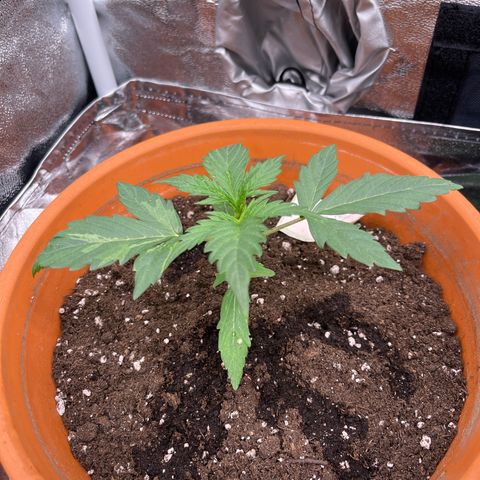 Do-Si-Dos Automatic growlog timeline photo