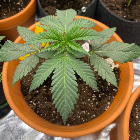 Shogun growlog timeline photo