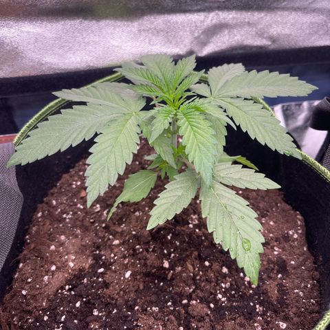 Shogun growlog timeline photo
