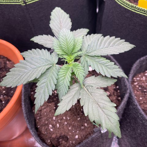 Shogun growlog timeline photo