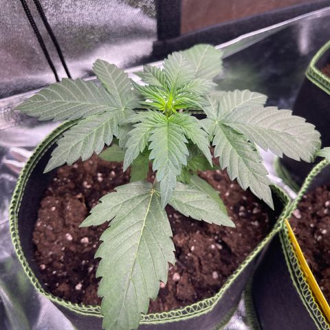 Quick One growlog timeline photo