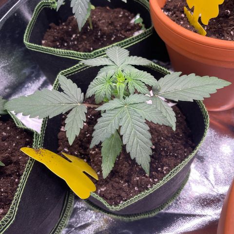 Quick One growlog timeline photo