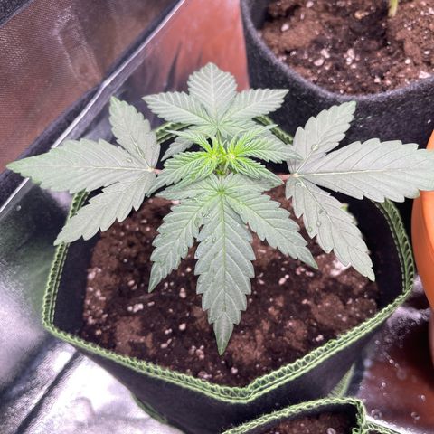 Quick One growlog timeline photo