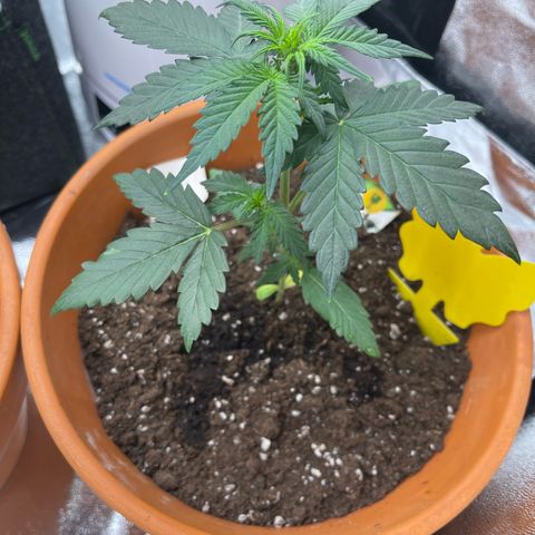 Royal Critical Automatic growlog timeline photo