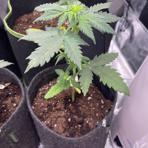 Royal Critical Automatic growlog timeline photo