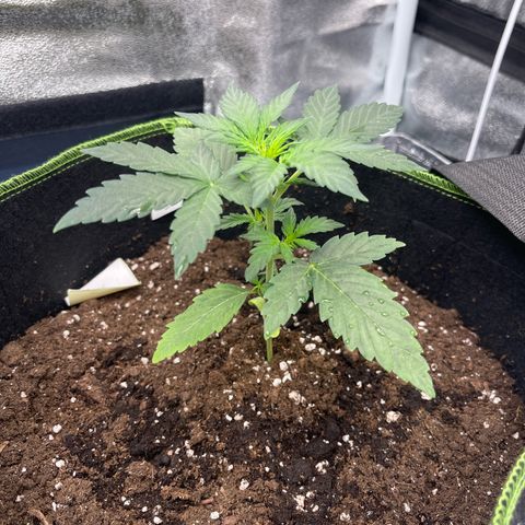 Royal Critical Automatic growlog timeline photo