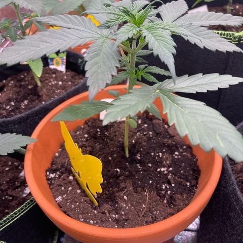 Do-Si-Dos Automatic growlog timeline photo
