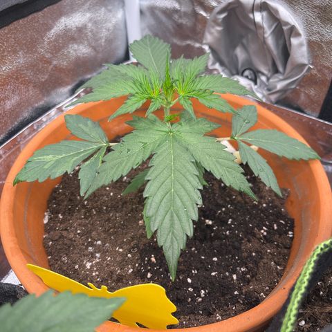 Do-Si-Dos Automatic growlog timeline photo