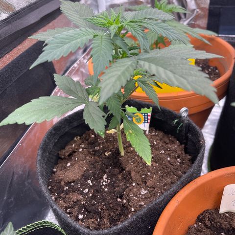 Do-Si-Dos Automatic growlog timeline photo