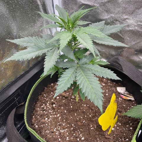 Shogun growlog timeline photo