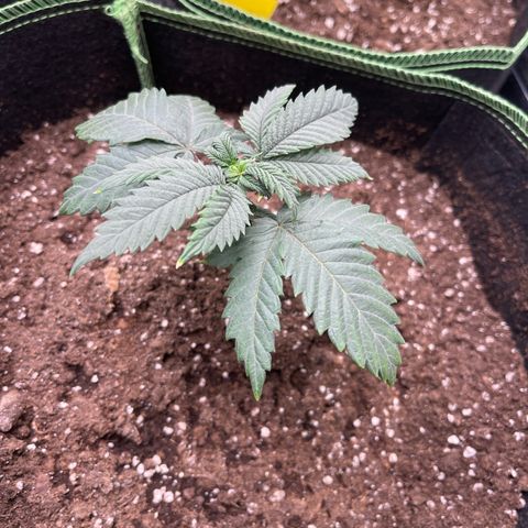 Shogun growlog timeline photo