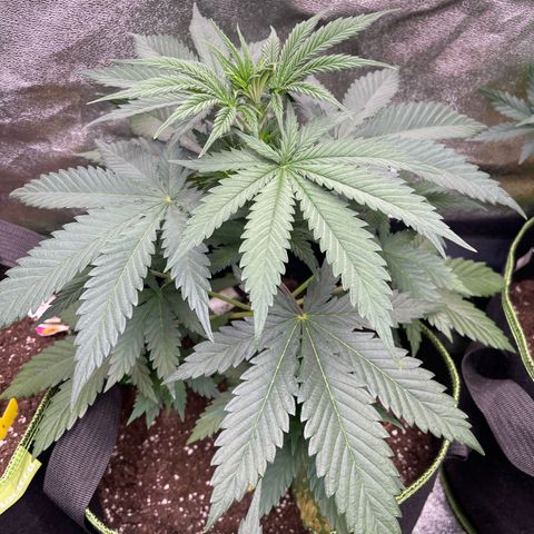 Shogun growlog timeline photo
