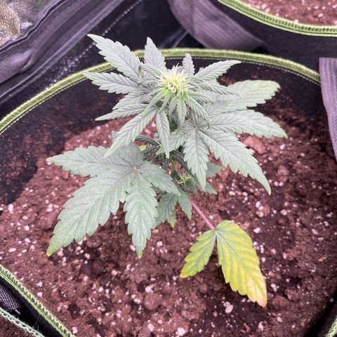 Quick One growlog timeline photo