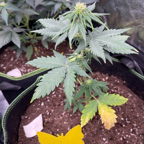 Royal Critical Automatic growlog timeline photo