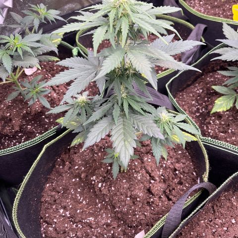 Royal Critical Automatic growlog timeline photo