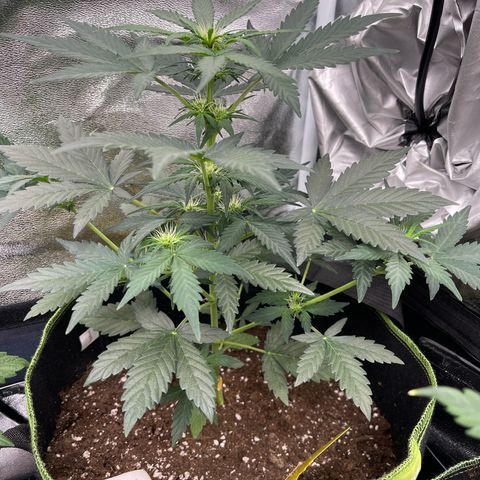 Royal Critical Automatic growlog timeline photo