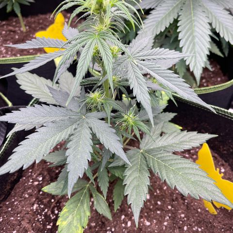 Do-Si-Dos Automatic growlog timeline photo