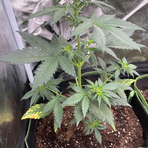 Do-Si-Dos Automatic growlog timeline photo