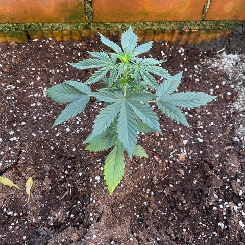 Do-Si-Dos Automatic growlog timeline photo