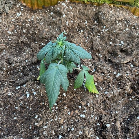 Quick One growlog timeline photo