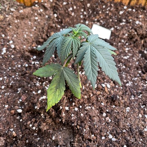 Quick One growlog timeline photo