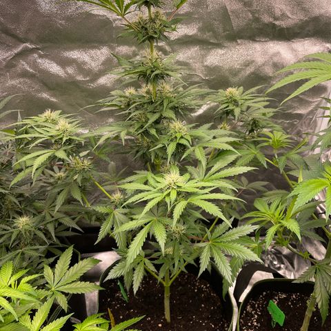 Do-Si-Dos Automatic growlog timeline photo