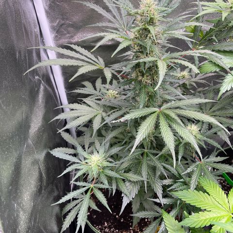 Do-Si-Dos Automatic growlog timeline photo