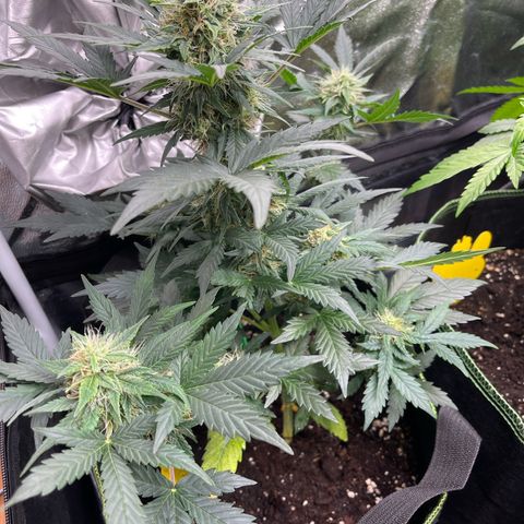 Royal Critical Automatic growlog timeline photo
