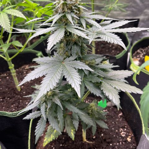 Royal Critical Automatic growlog timeline photo