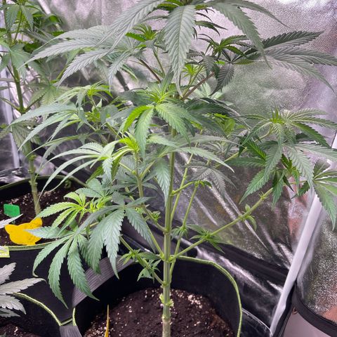 Shogun growlog timeline photo
