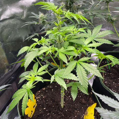 Shogun growlog timeline photo