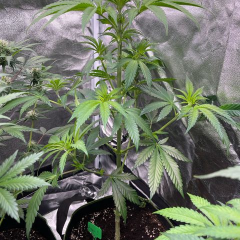 Shogun growlog timeline photo