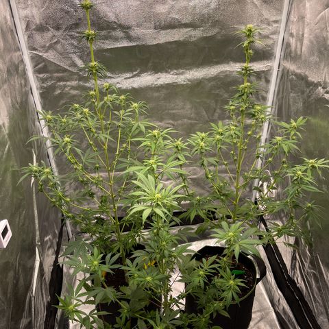 Shogun growlog timeline photo