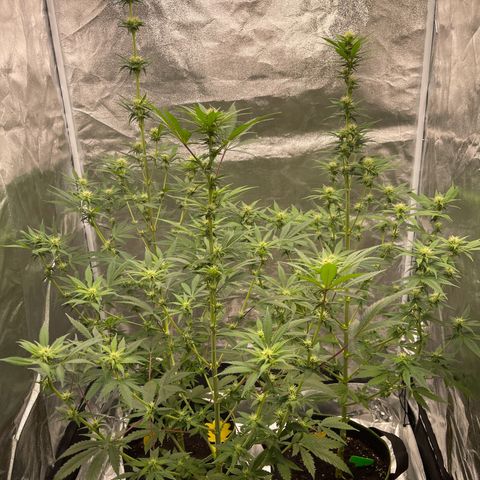 Shogun growlog timeline photo