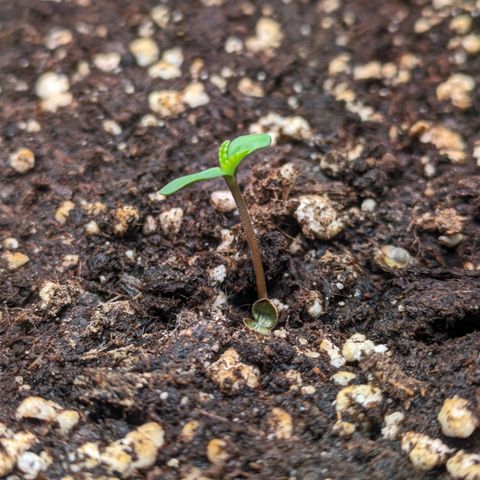 Caro growlog timeline photo