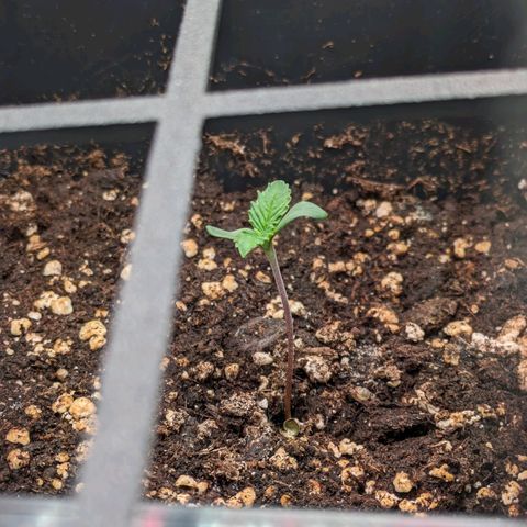 Caro growlog timeline photo