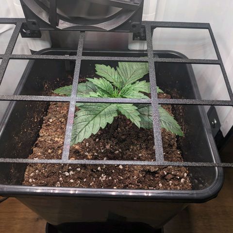 Caro growlog timeline photo