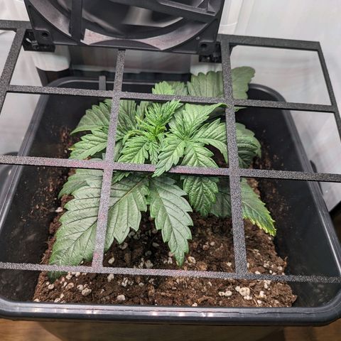 Caro growlog timeline photo
