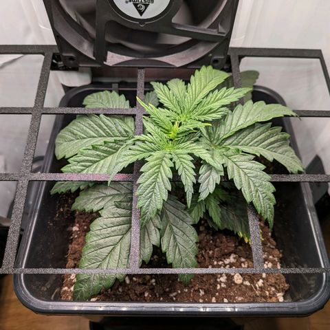 Caro growlog timeline photo