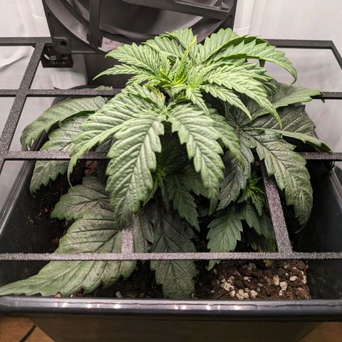 Caro growlog timeline photo
