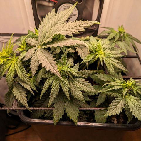 Caro growlog timeline photo
