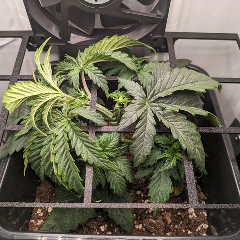 Caro growlog timeline photo